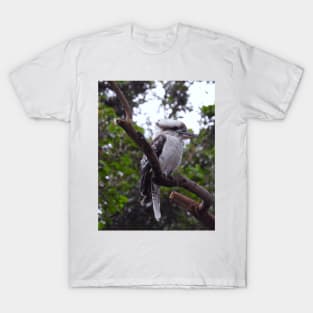 Kookaburra T-Shirt